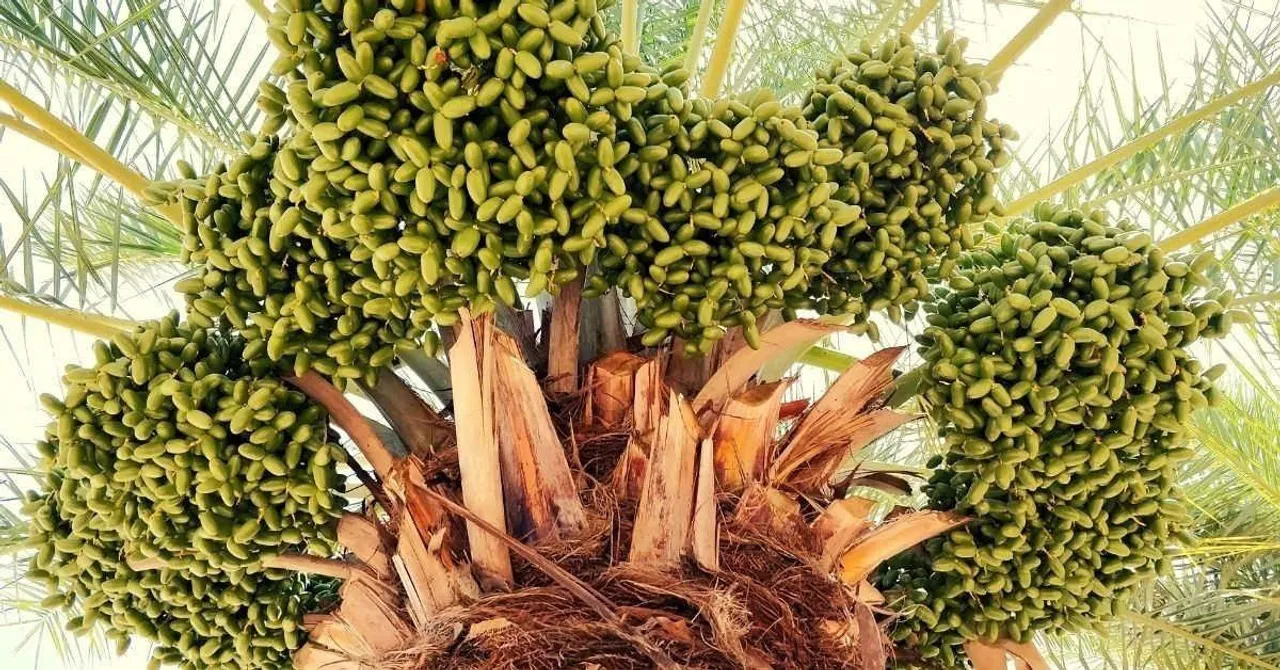 Date Farm