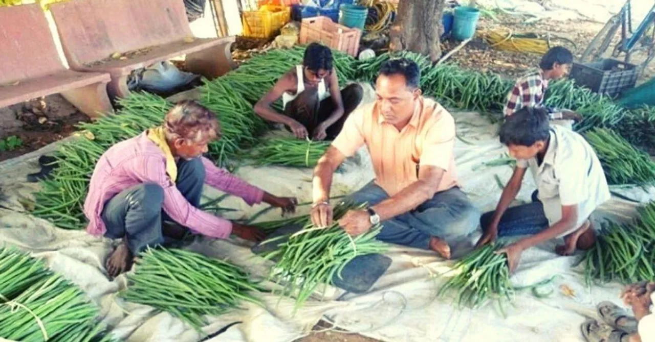 Drumstick Farmer
