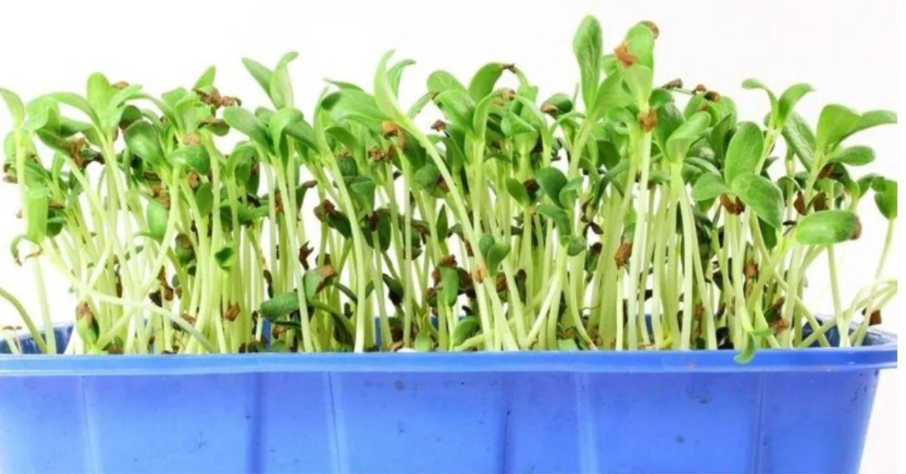 Grow Methi