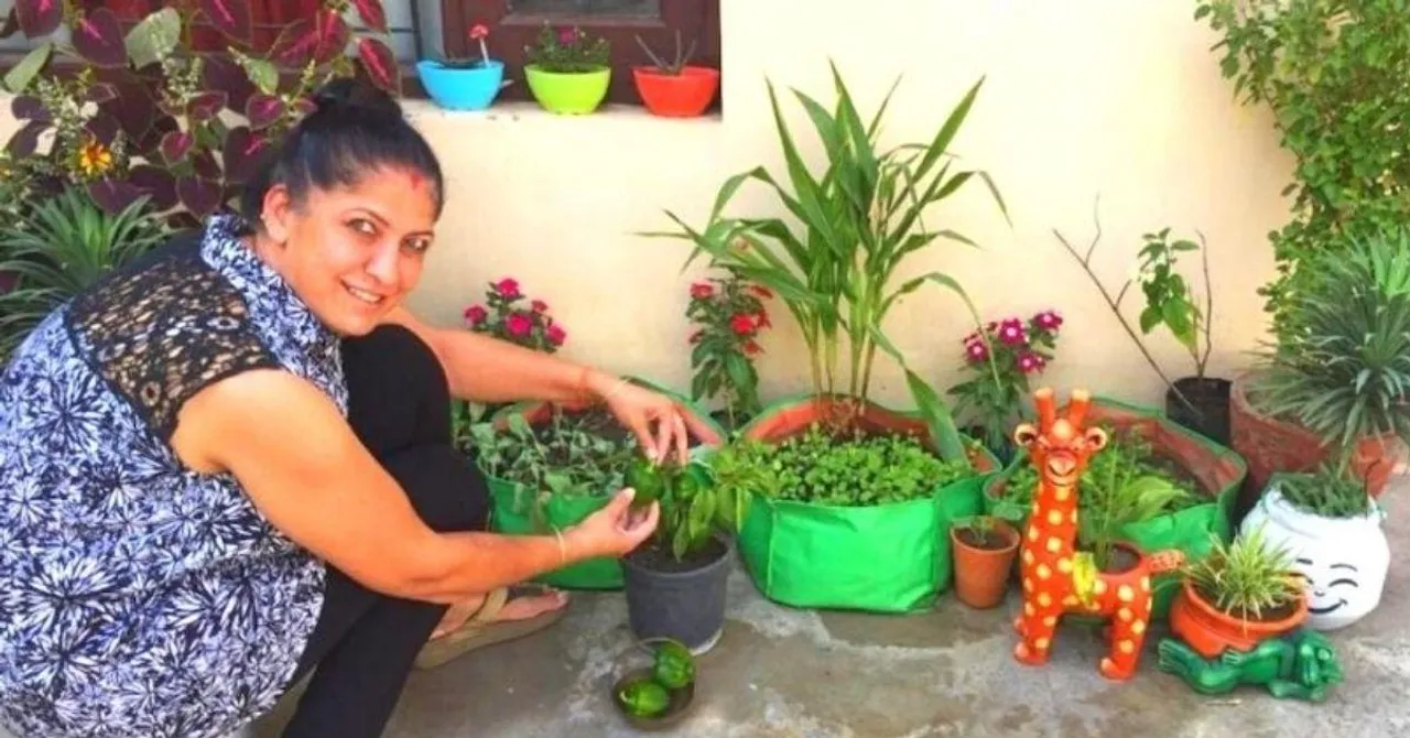 How to grow capsicum