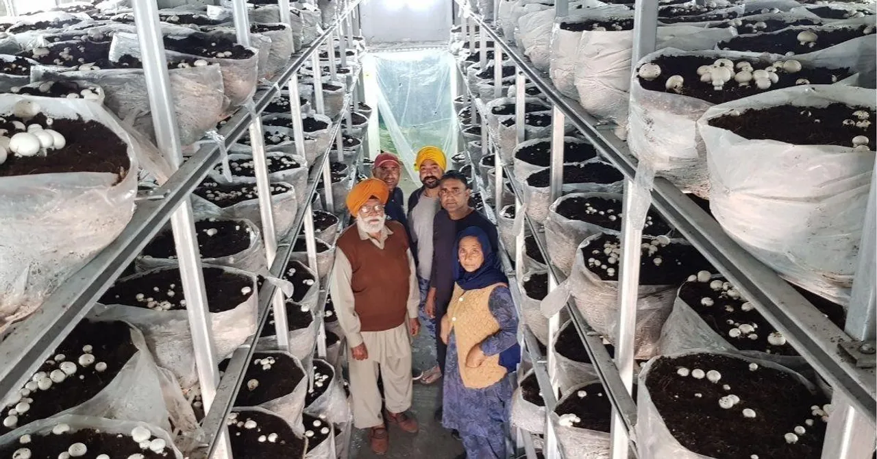 Mushroom farming