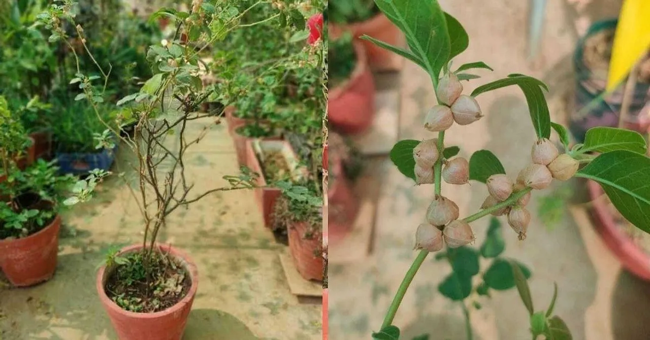 Ashwagandha