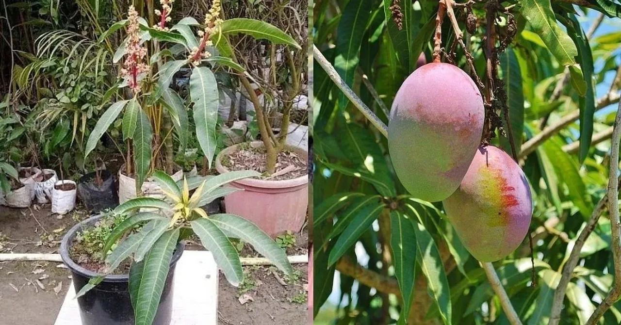 Grow Mango