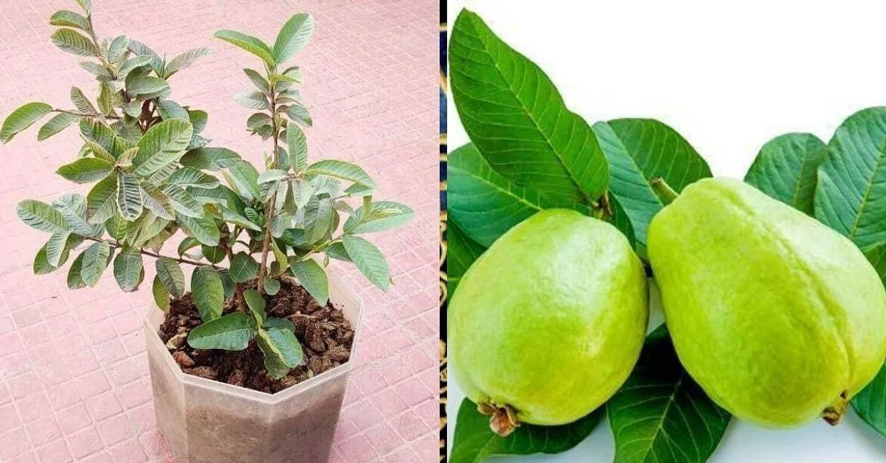 Grow Guava