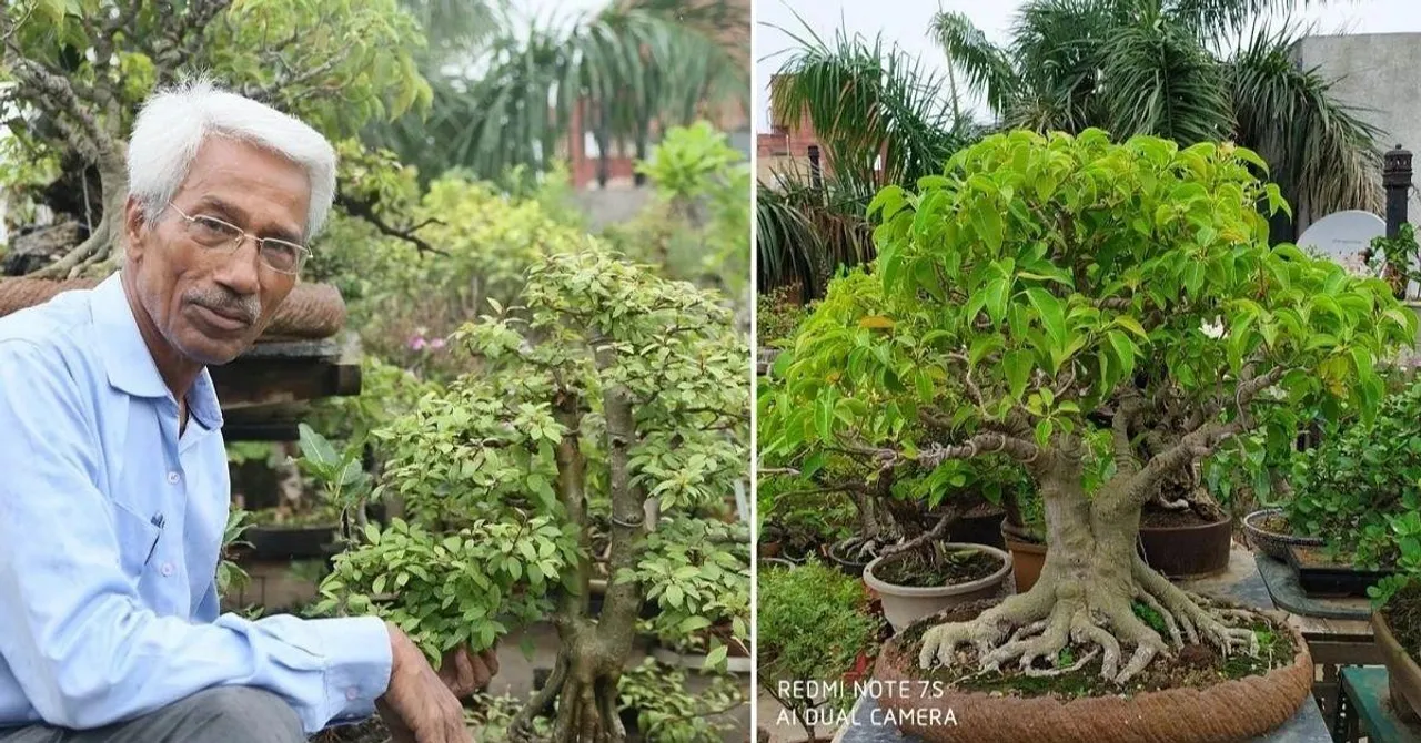Bonsai Garden