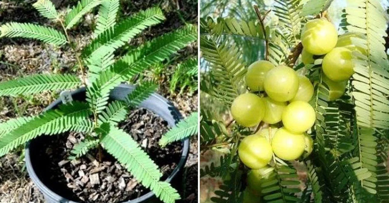 Grow Amla