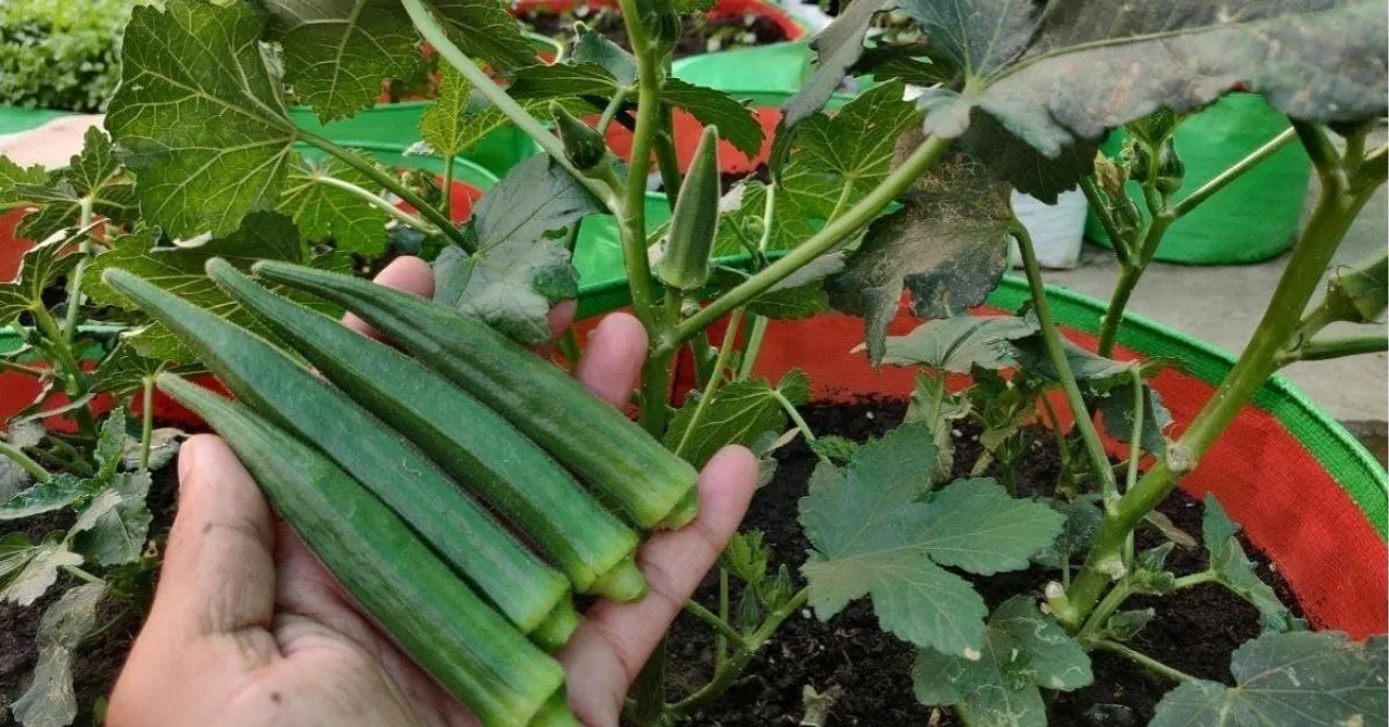 Grow Okra