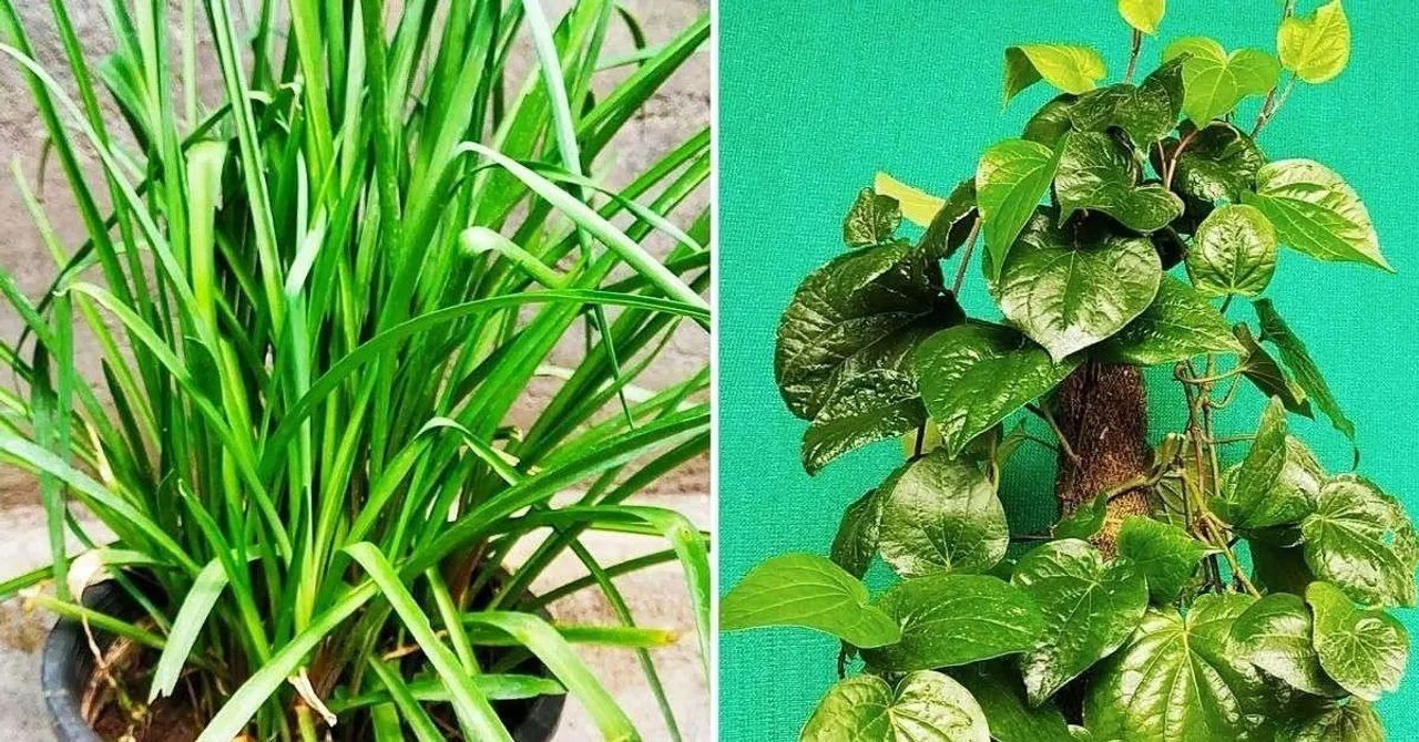 Immunity Plant