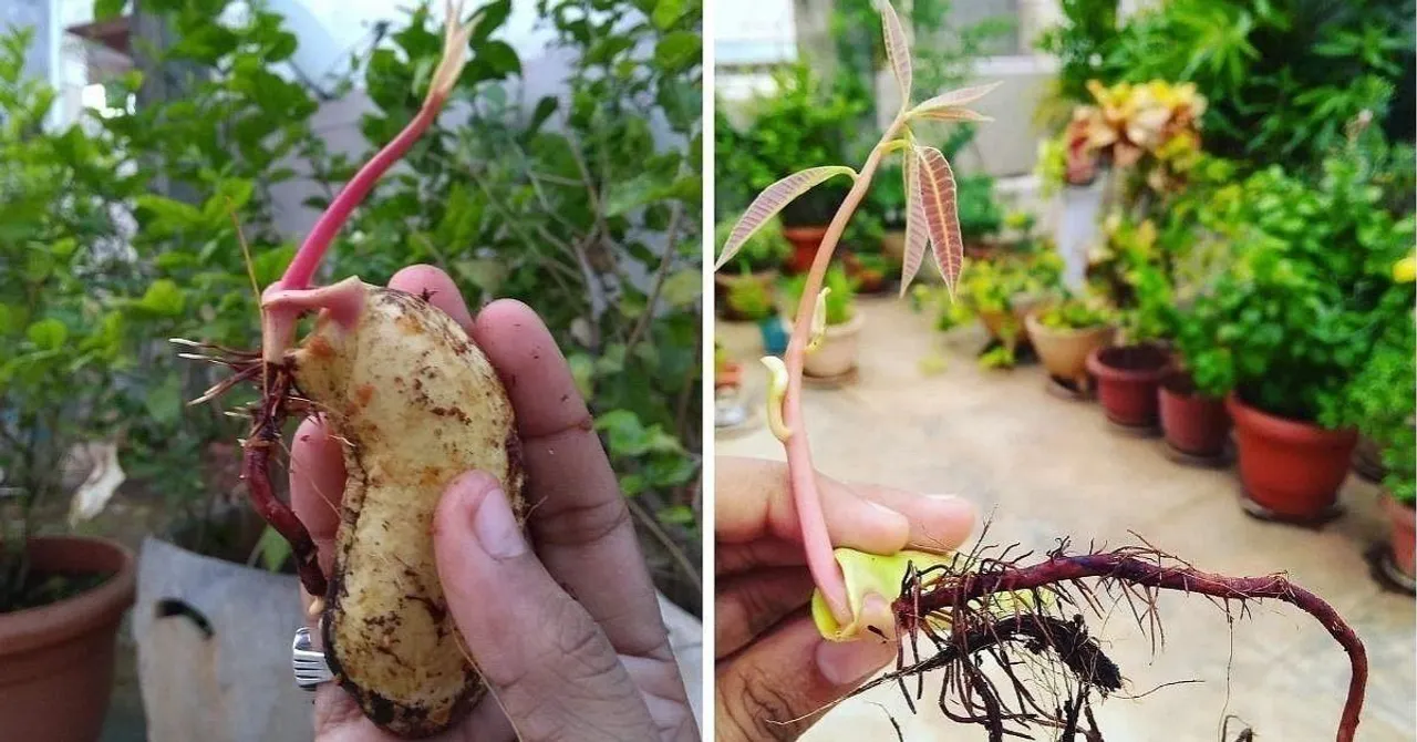 Grow Mango