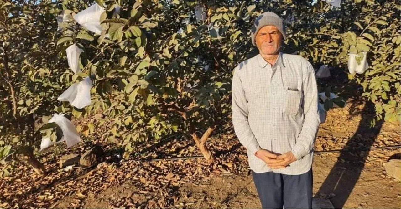 Guava Farming