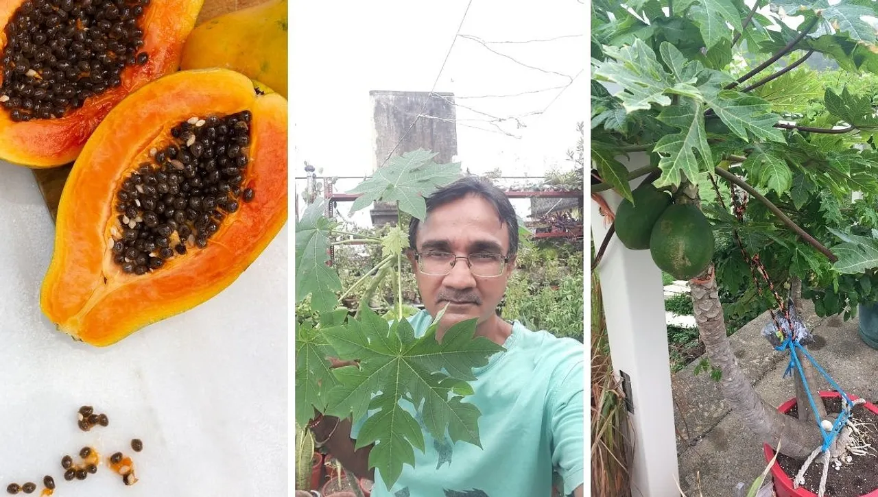 Cultivation Of Papaya