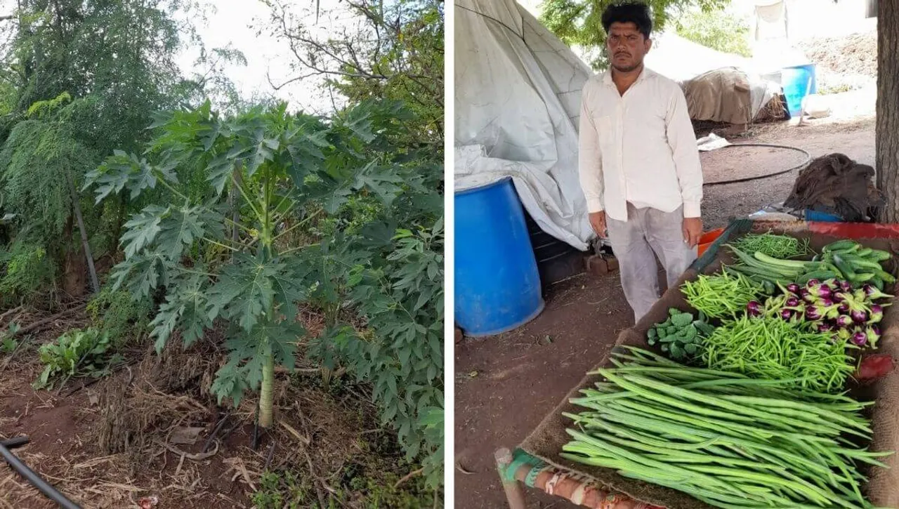 Jungal Model Farming