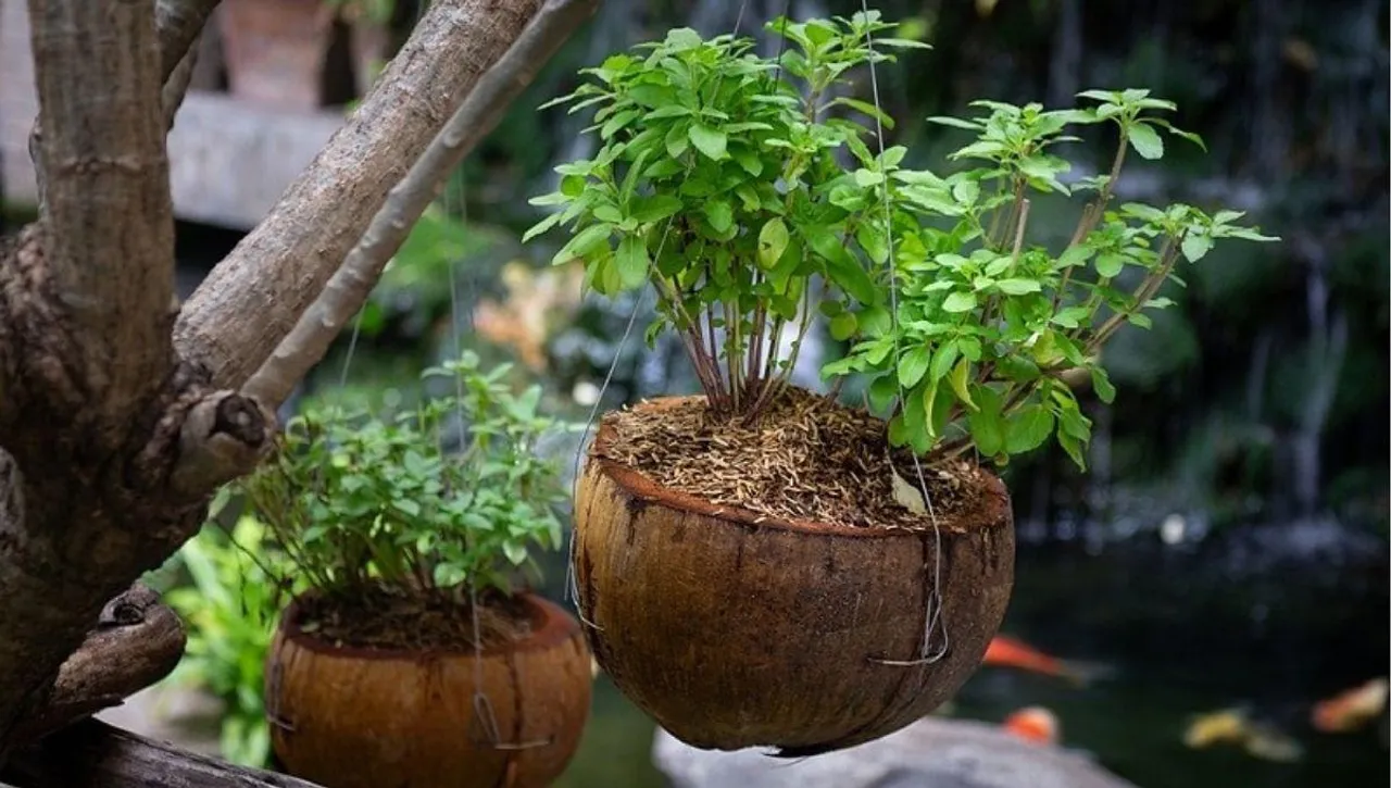 Coconut Shell Planters