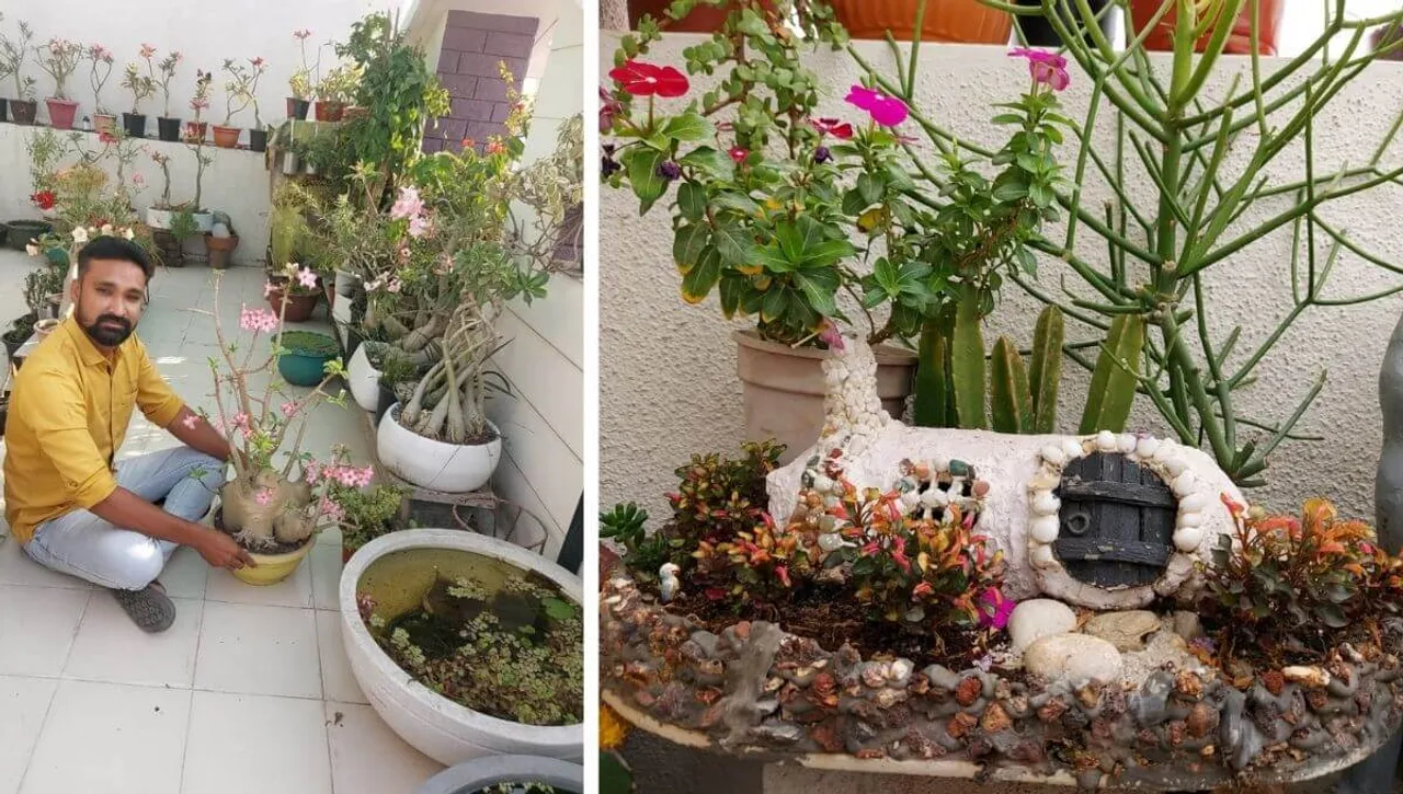 Adenium Garden