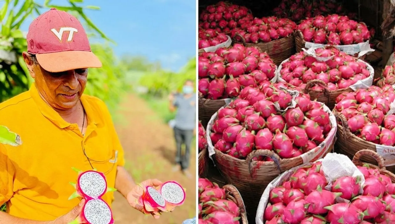 Dragon Fruit Farming