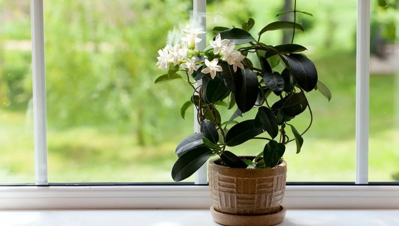 Mogra Plant