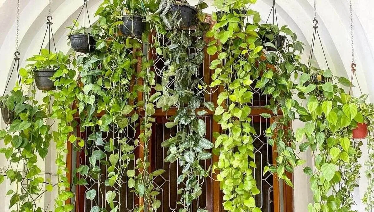 How To Grow Pothos