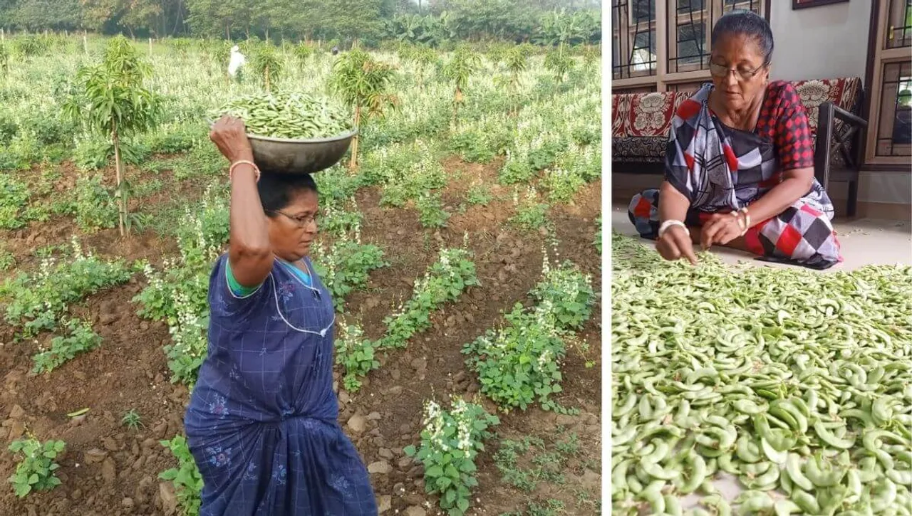Surti Papadi Farming
