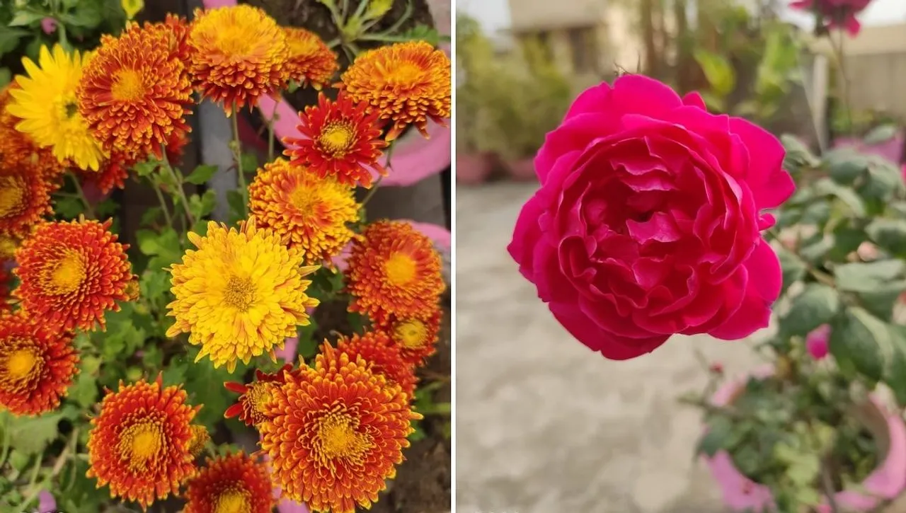 floweres To Grow In Winters