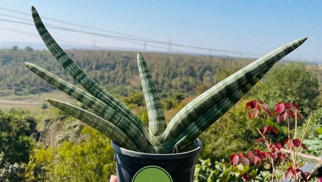 Snake Plant