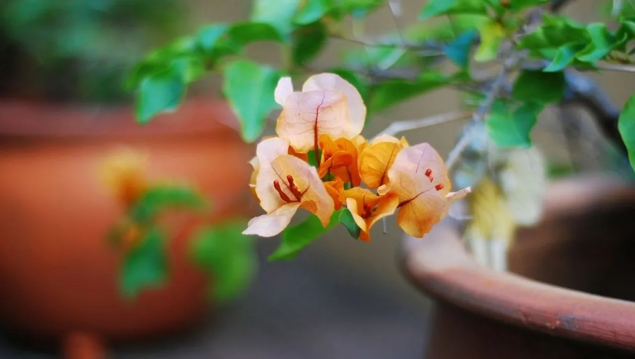Grow Bougainvillea In Pot