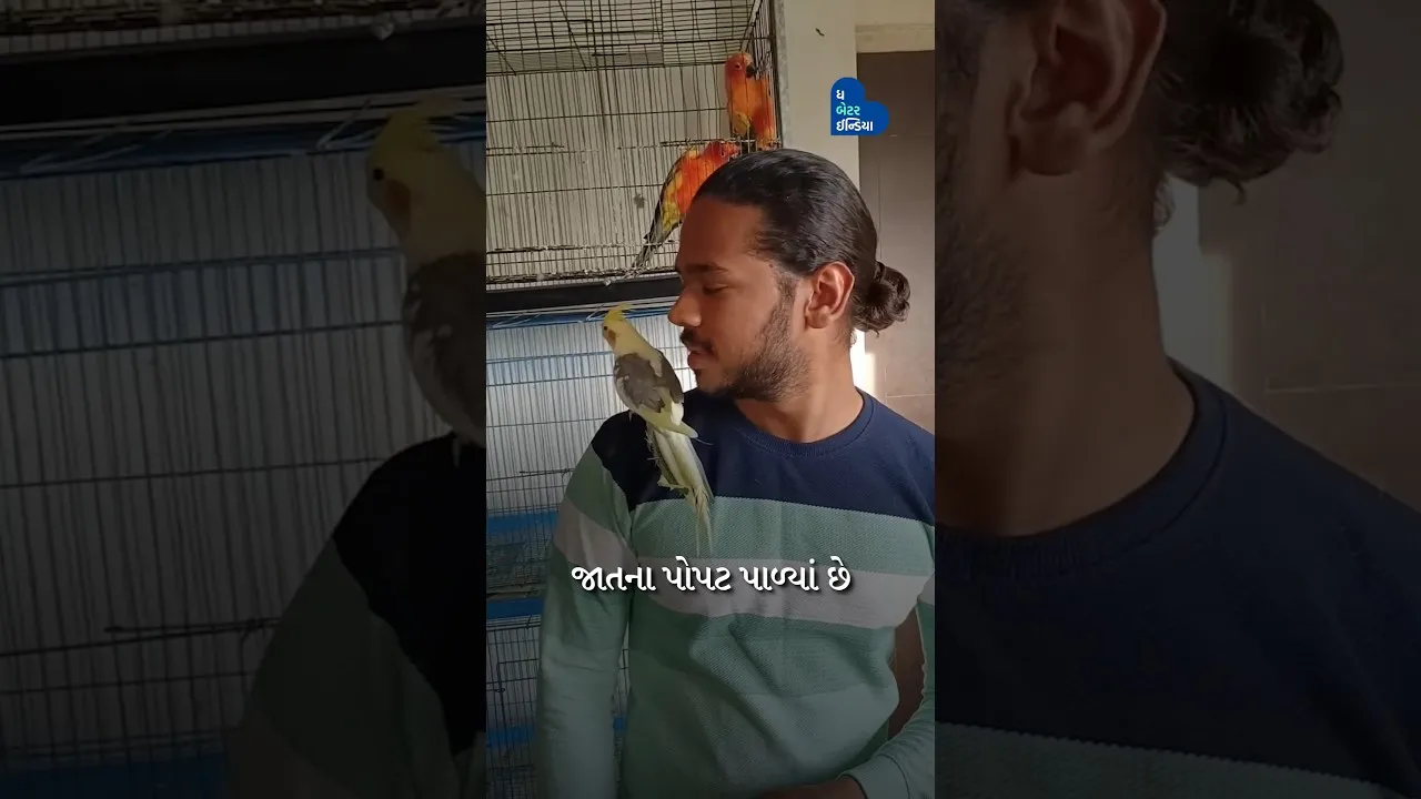 અમદાવાદના જૈનેશે 100 થી વધુ વિદેશી પોપટ ઘરે પાળ્યાં | Ahmedabad Parrot Lover| Jainesh Patel| Bird