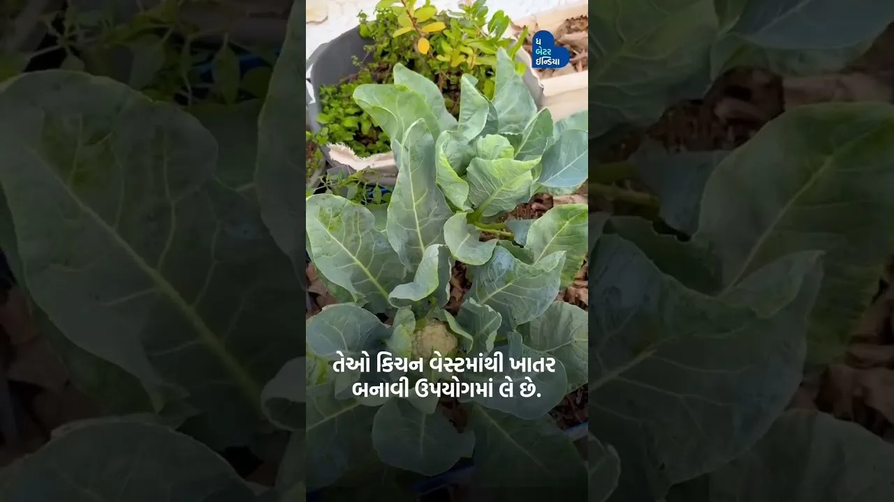 દીપ્તિબેનના આ ટેરેસ ગાર્ડનિંગનો શોખ બની ગયો હજારો રોગોનો ઈલાજ| Terrace Gardening| Organic Vegetables