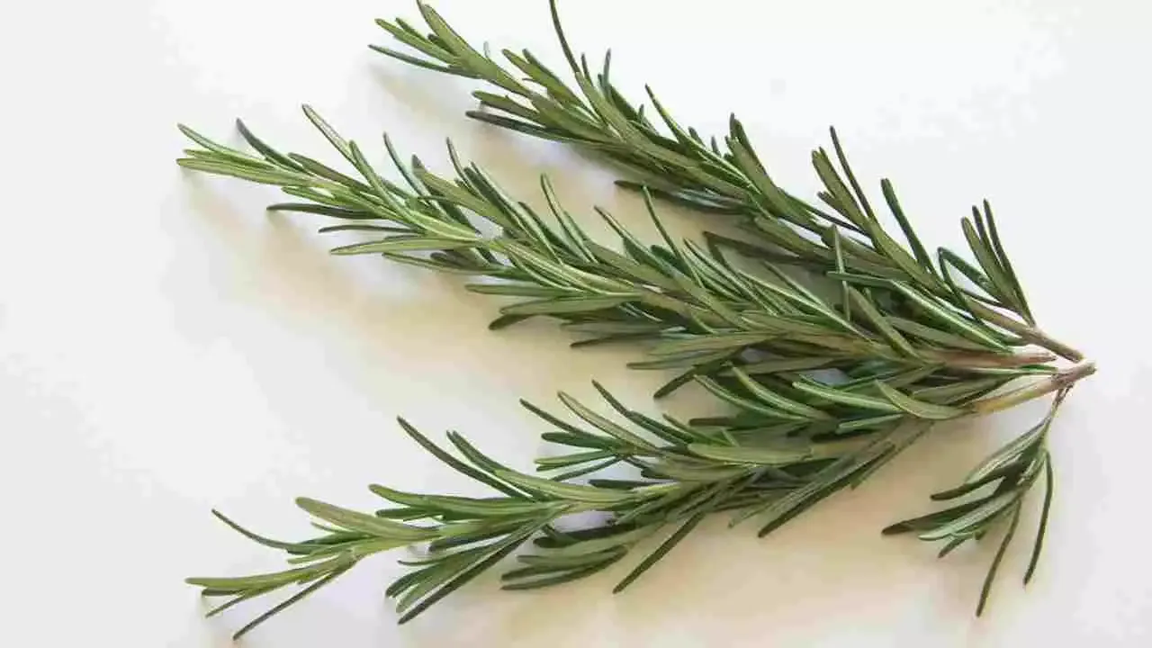 5 Amazing Uses of Rosemary