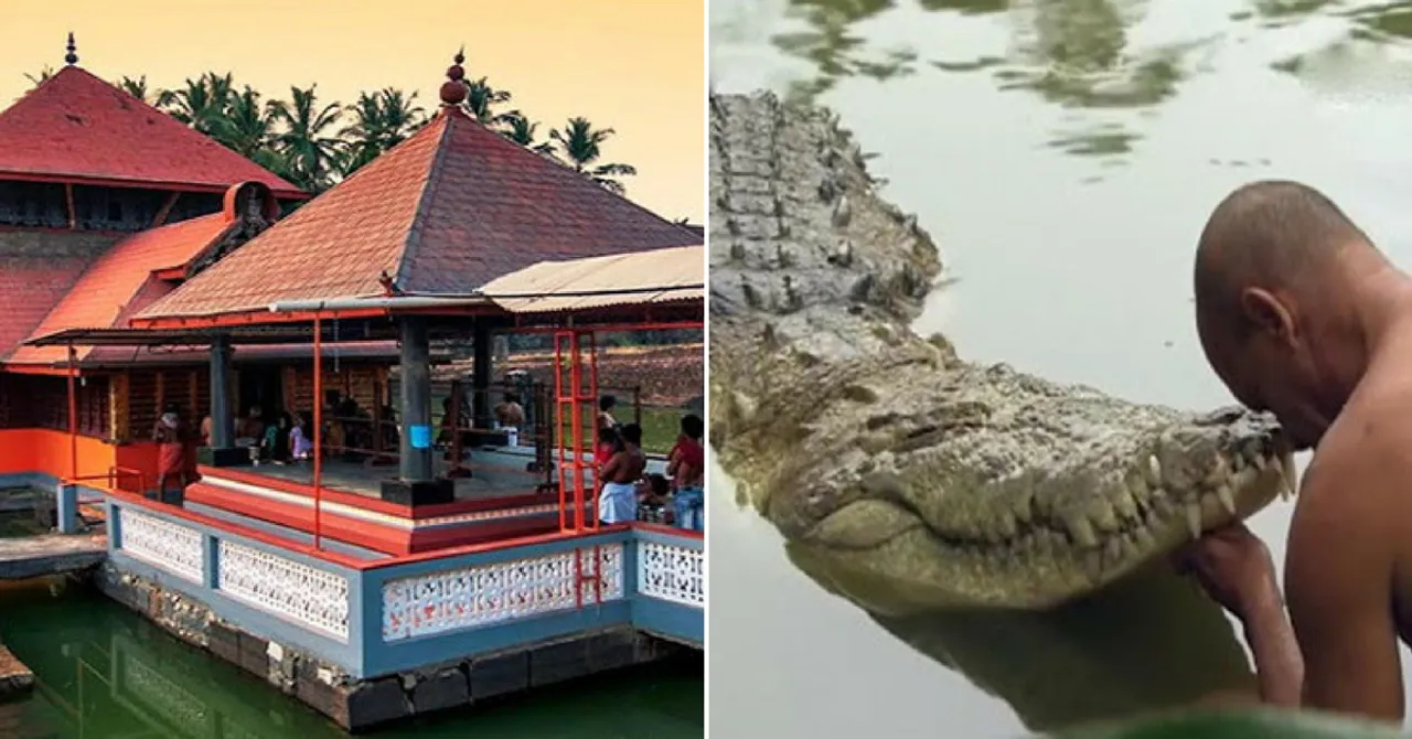 भारत का एक ऐसा मंदिर, जिसका पहरेदार है विश्व का एकमात्र शाकाहारी मगरमच्छ!