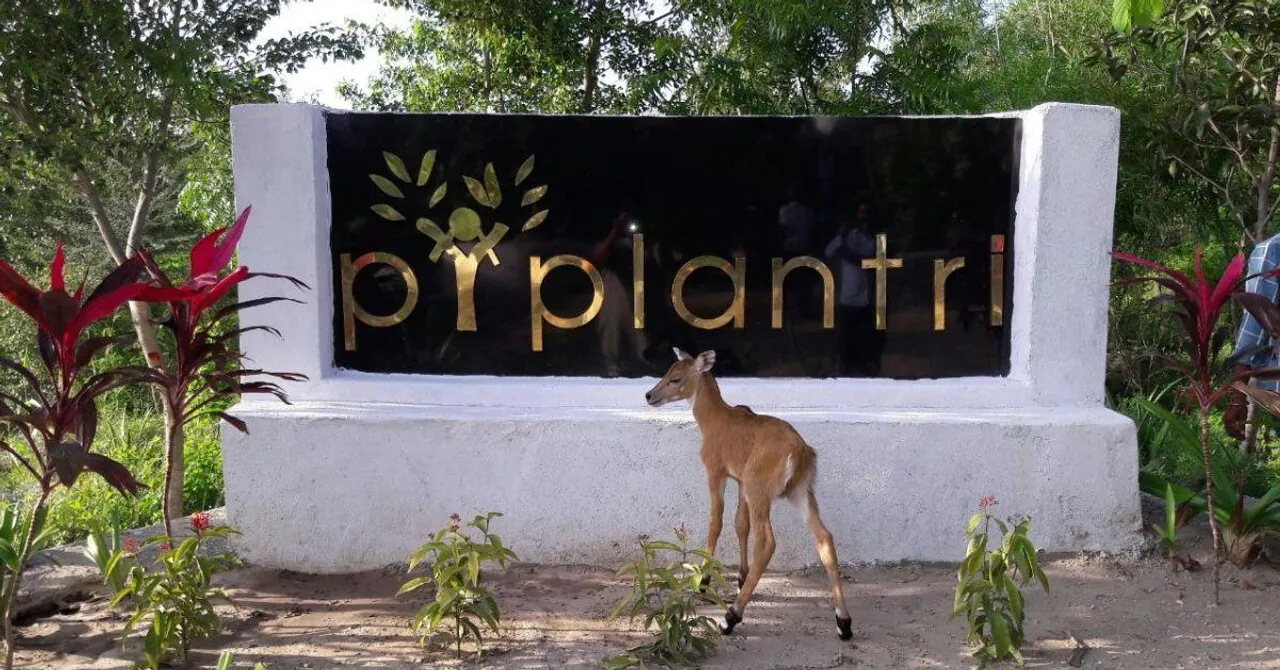 piplantri