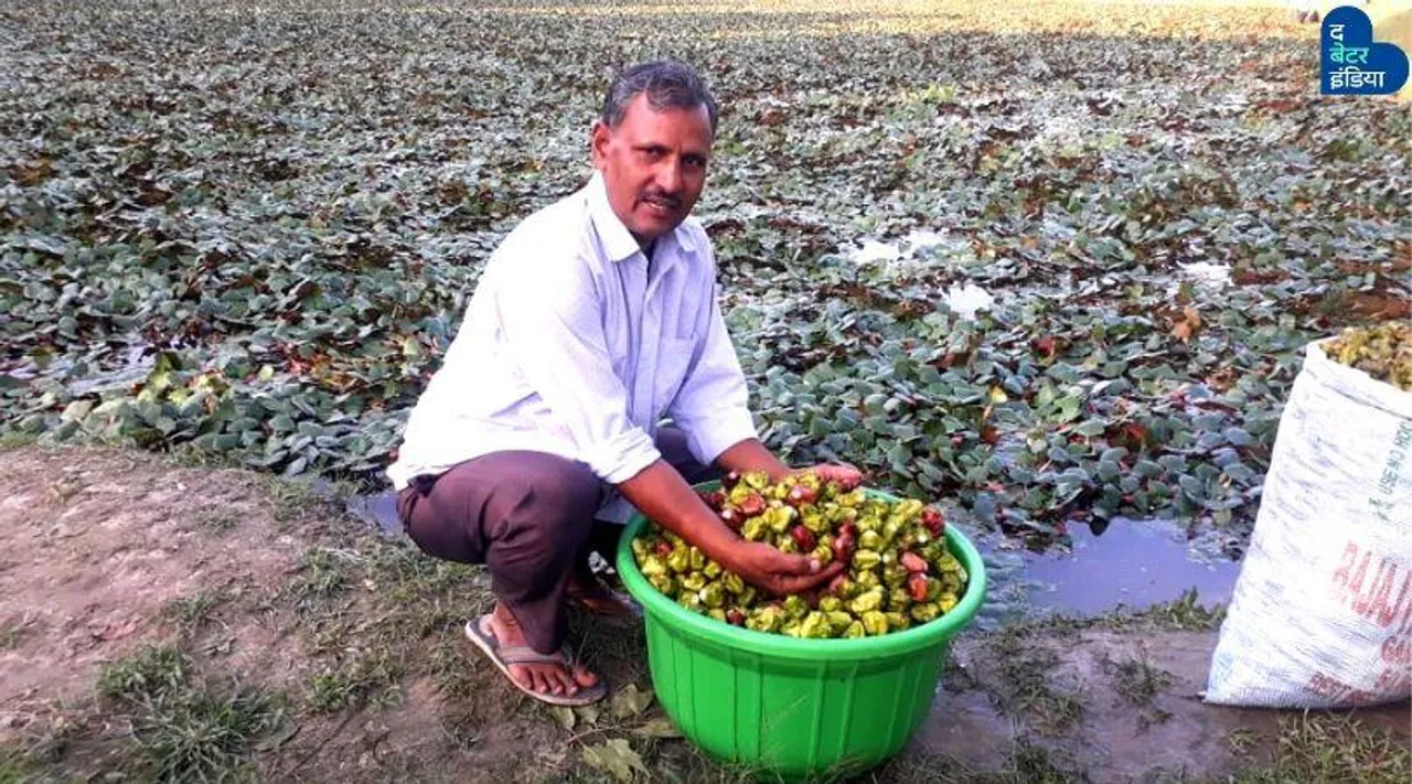 तालाब नहीं मिट्टी में उगाए सिंघाड़े, एक एकड़ से कमाया डेढ़ लाख रुपये का मुनाफा!