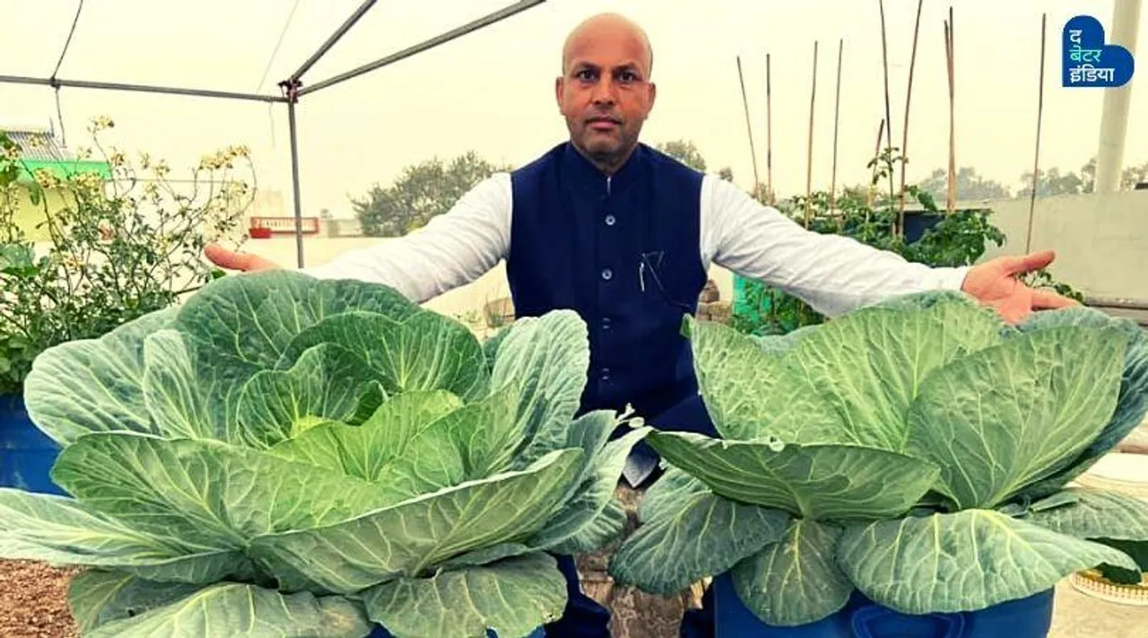 #गार्डनगिरी: छत पर उगाई 7 किलो की पत्तागोभी और टमाटर की 40 देशी किस्में!