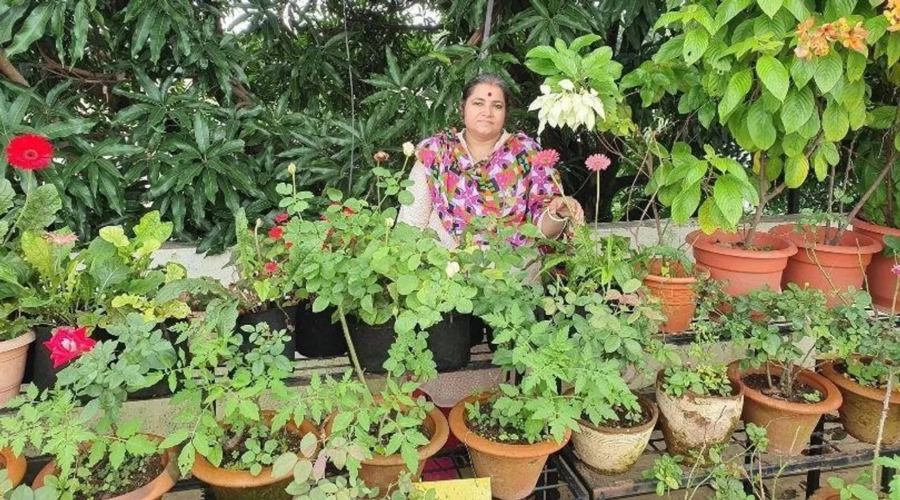 बारिश में कीड़ों से करें पेड़-पौधों की सुरक्षा, इन देसी तरीकों से बनाएं जैविक स्प्रे