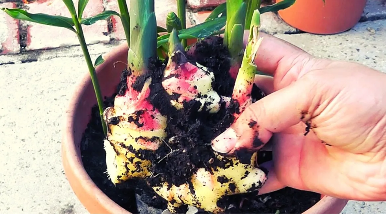 Grow Ginger: जानिए कैसे घर पर गमलों में उगा सकते हैं अदरक