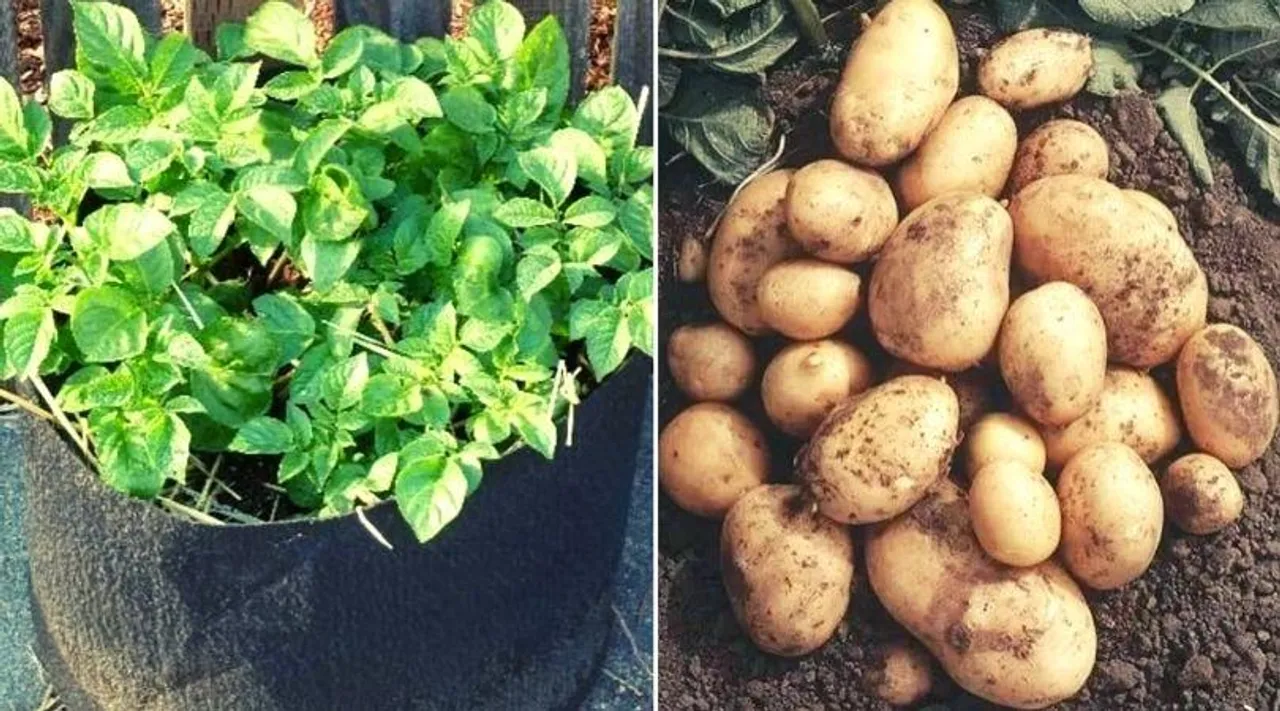 Grow Potatoes: जानिए कैसे गमले में उगा सकते हैं ऑर्गेनिक आलू