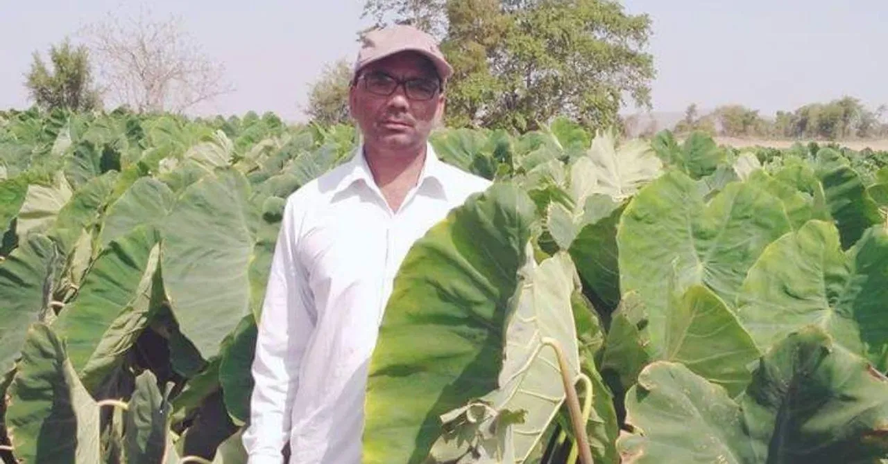 Mp farmer Arbi farming