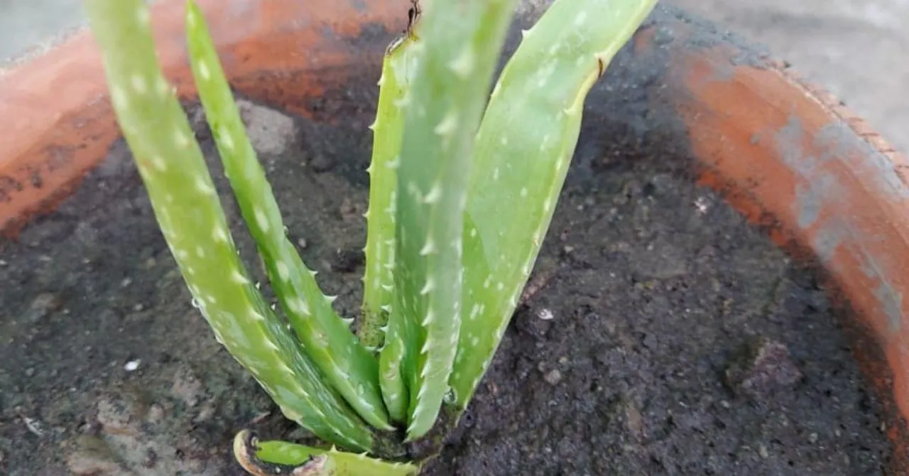 Tips To Grow Aloevera
