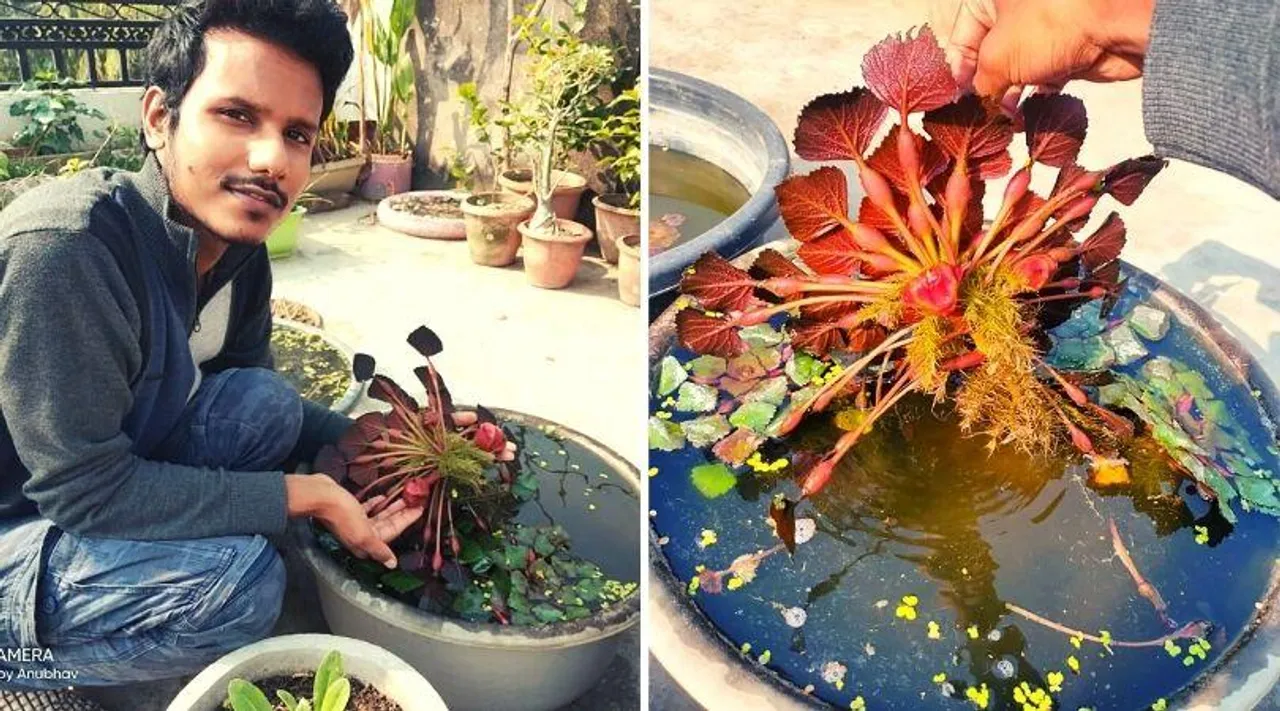 जानिए कैसे छत पर उगा सकते हैं सिंघाड़े