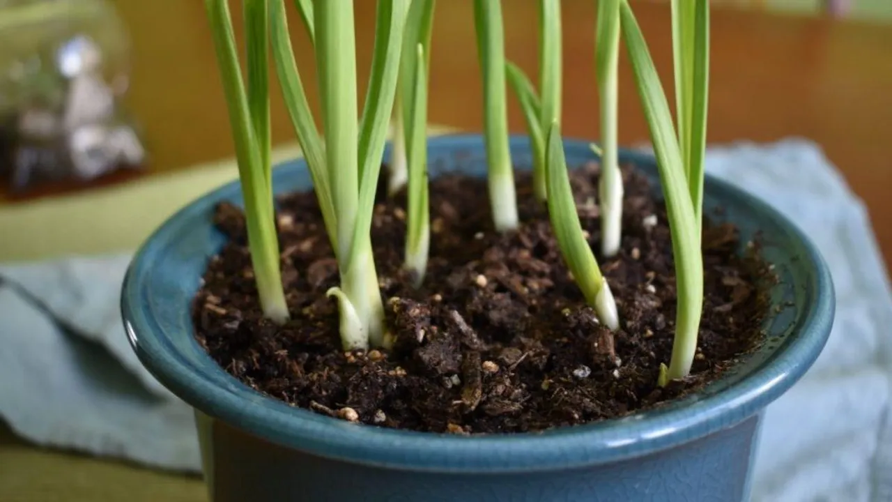 Grow Garlic: जानिए कैसे घर पर उगा सकते हैं लहसुन