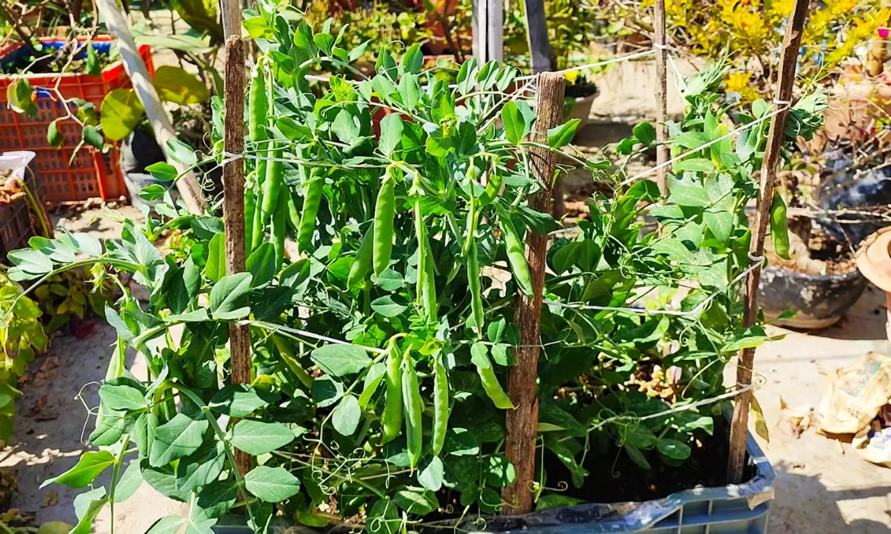 Grow Peas: बाज़ार के मटर गमले में बोइये और सिर्फ 70 दिनों में घर के मटर पाइये
