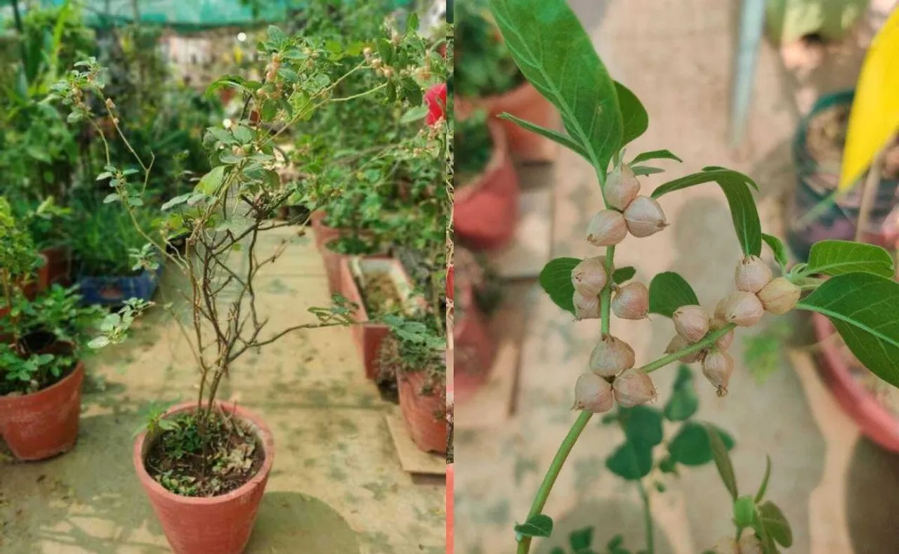 Grow Ashwagandha