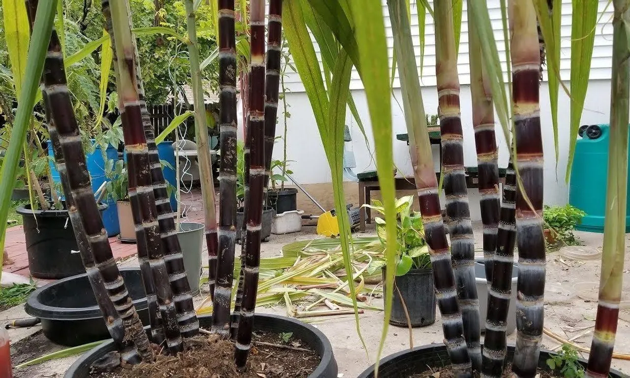 Sugarcane