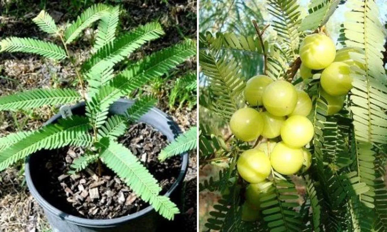 Grow Amla: जानिए गमले में आंवला लगाने, और देखभाल करने के आसान टिप्स