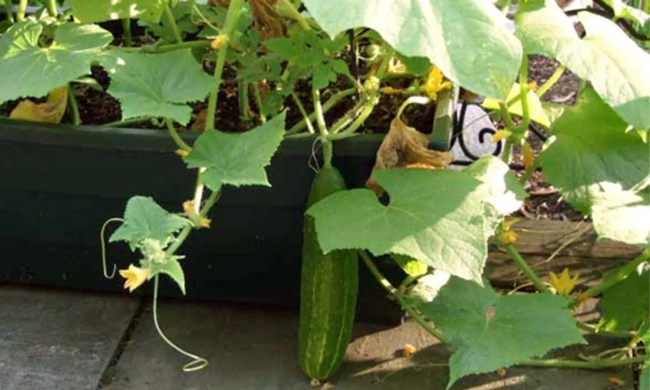 Grow Cucumber: गमले या ग्रो बैग में इस आसान तरीके से उगा सकते हैं खीरा