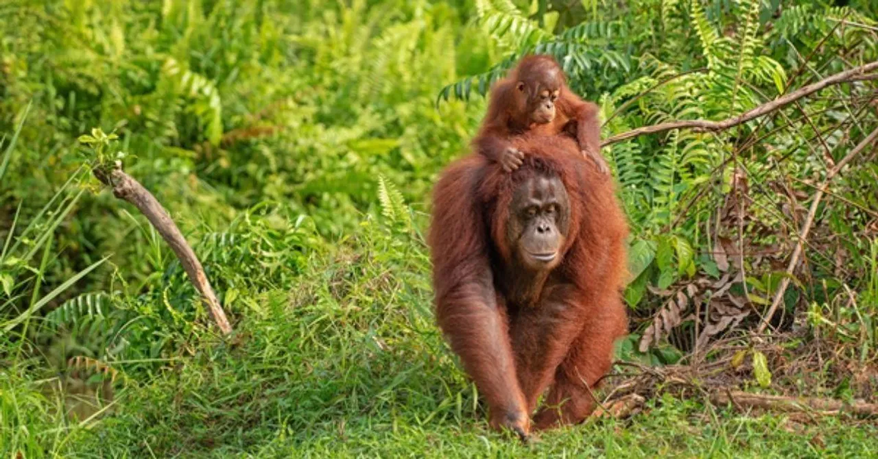 Sustainable Palm Oil