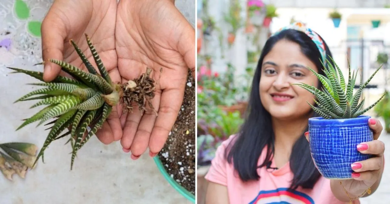 टूटी पत्तियों और कटिंग से भी लगा सकते हैं Succulents