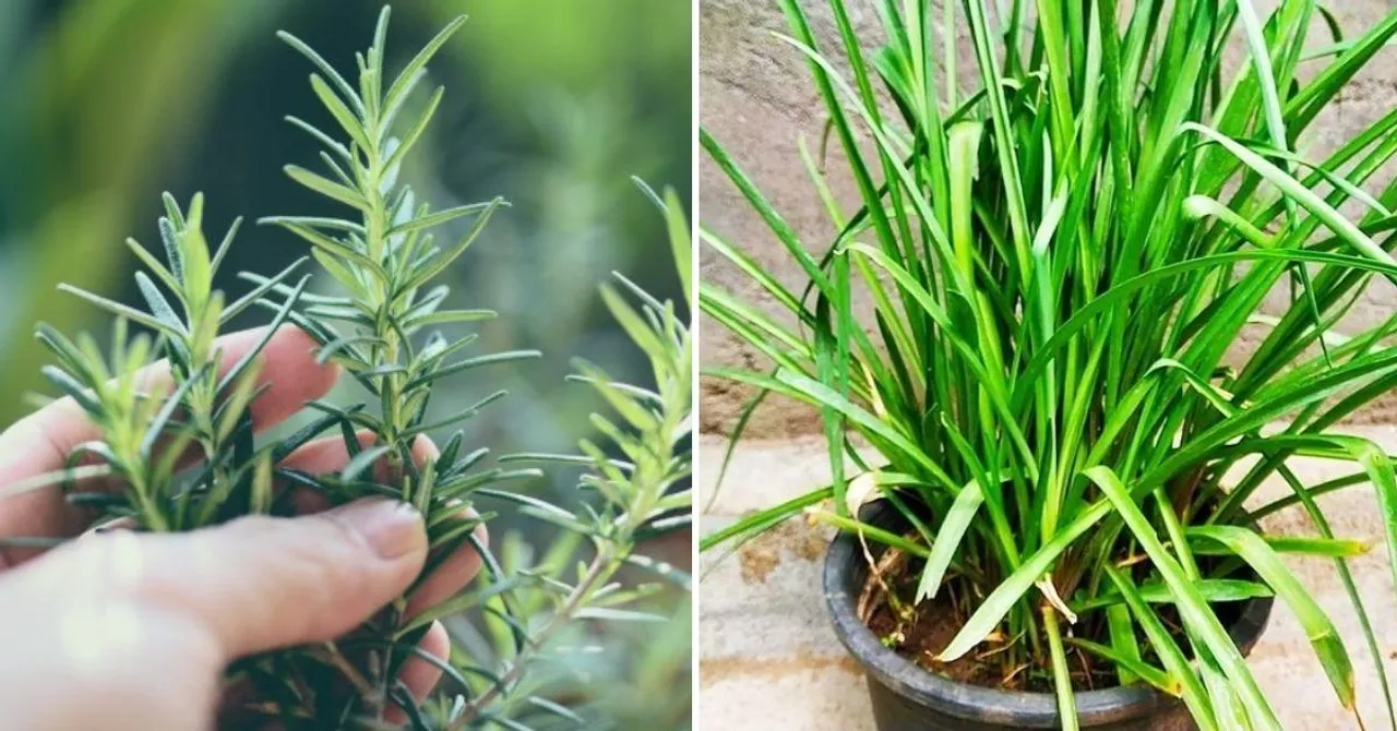 Mosquito Repellent Plants, जो रखेंगे मच्छरों को आपसे दूर
