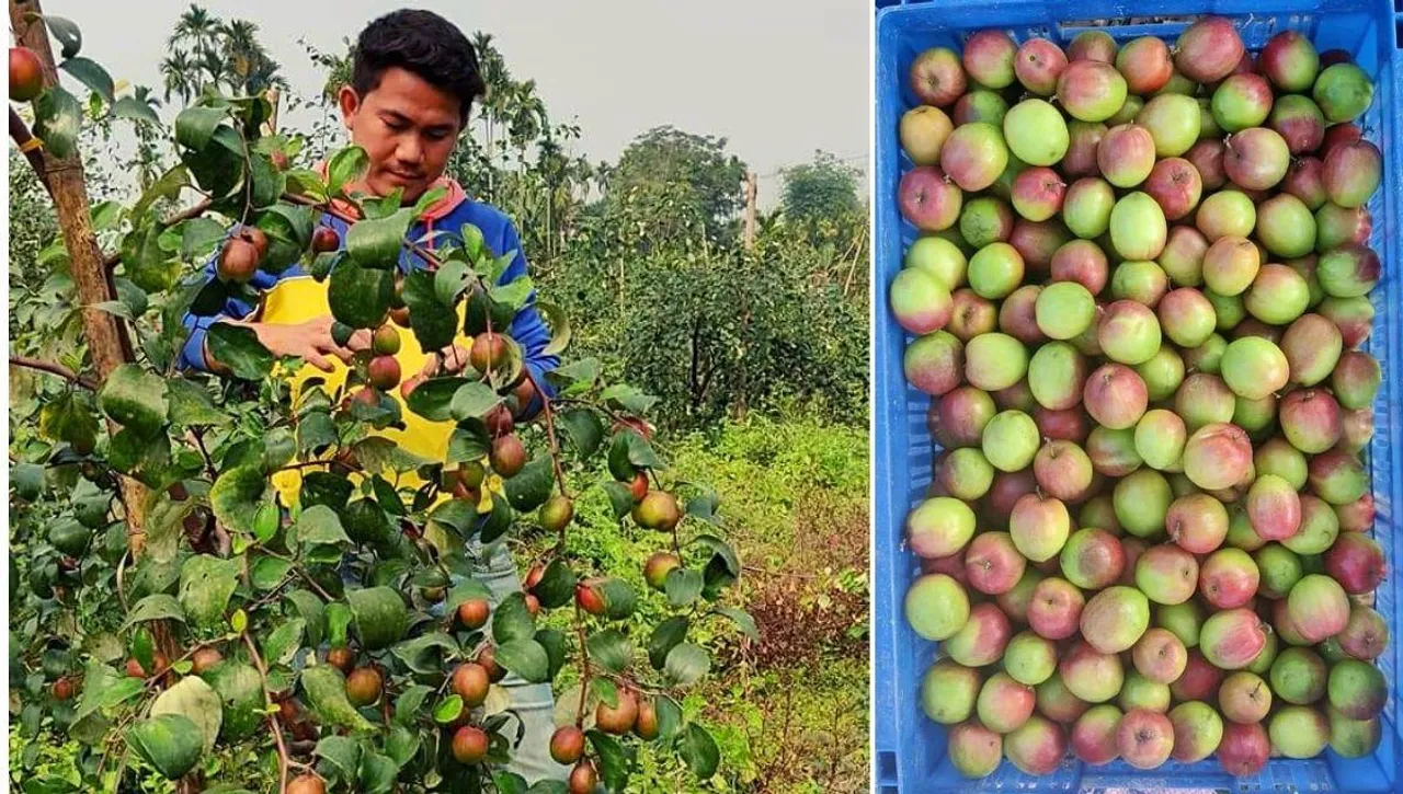 Kashmiri Apple Ber in Tripura