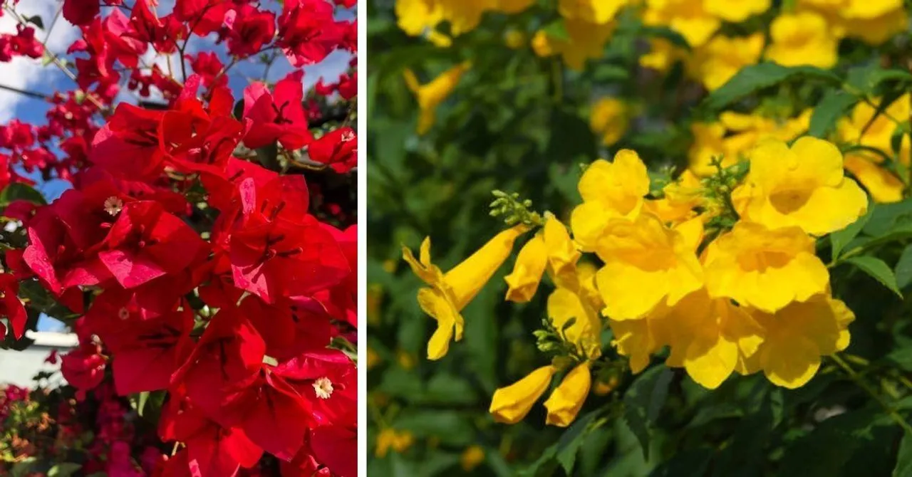 fastest growing creeper plant in india