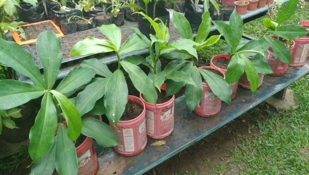 कटिंग से आसानी से लगाएं 'इन्सुलिन' का पौधा, स्वास्थ्य के लिए फायदेमंद